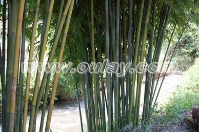 Raw bamboo material