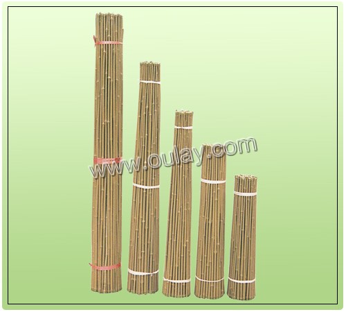 bamboo canes