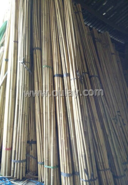 raw bamboo stakes direct sale