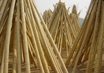 Bamboo in drying
