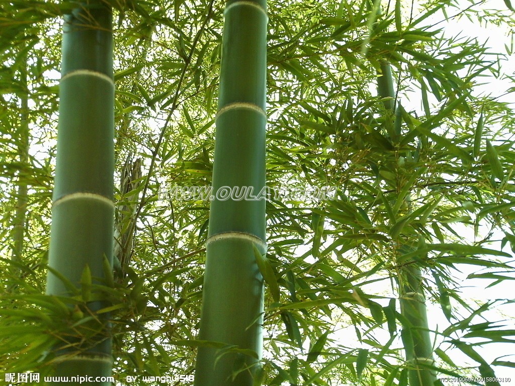 Natural bamboo in green