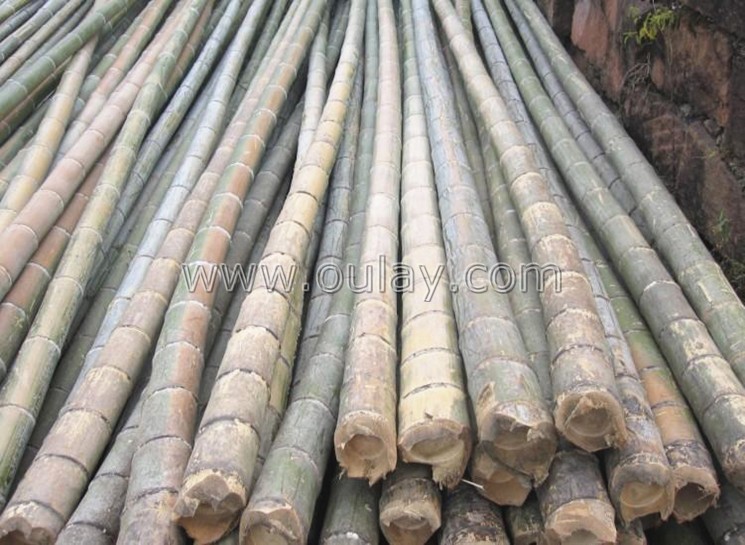 moso bamboo canes