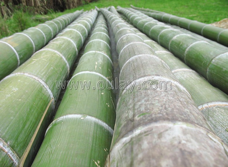 green  bamboo poles