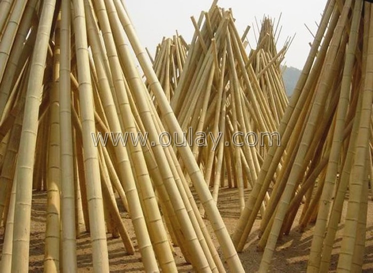 well-dry bamboo