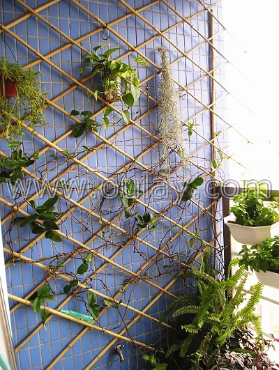 bamboo indoor trellis