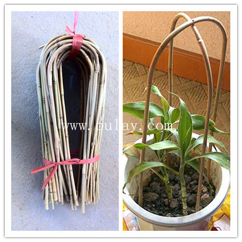 garden U-Shape bamboo canes,bamboo hop/ trellis