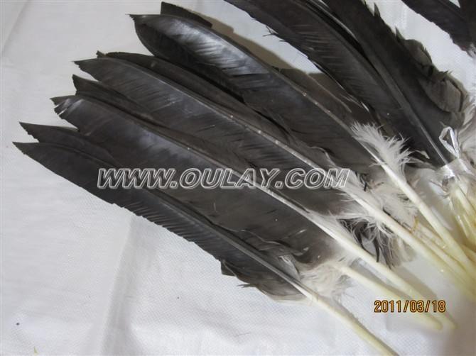 Turkey Feather