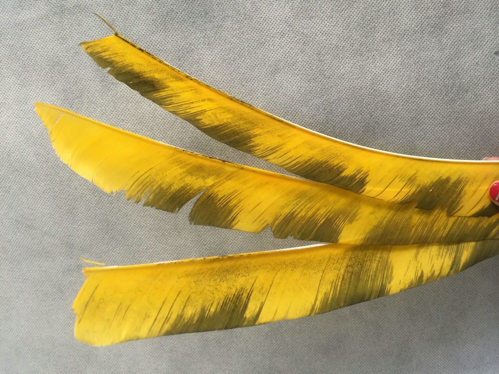 Yellow stripe archery full length turkey feather fro sale